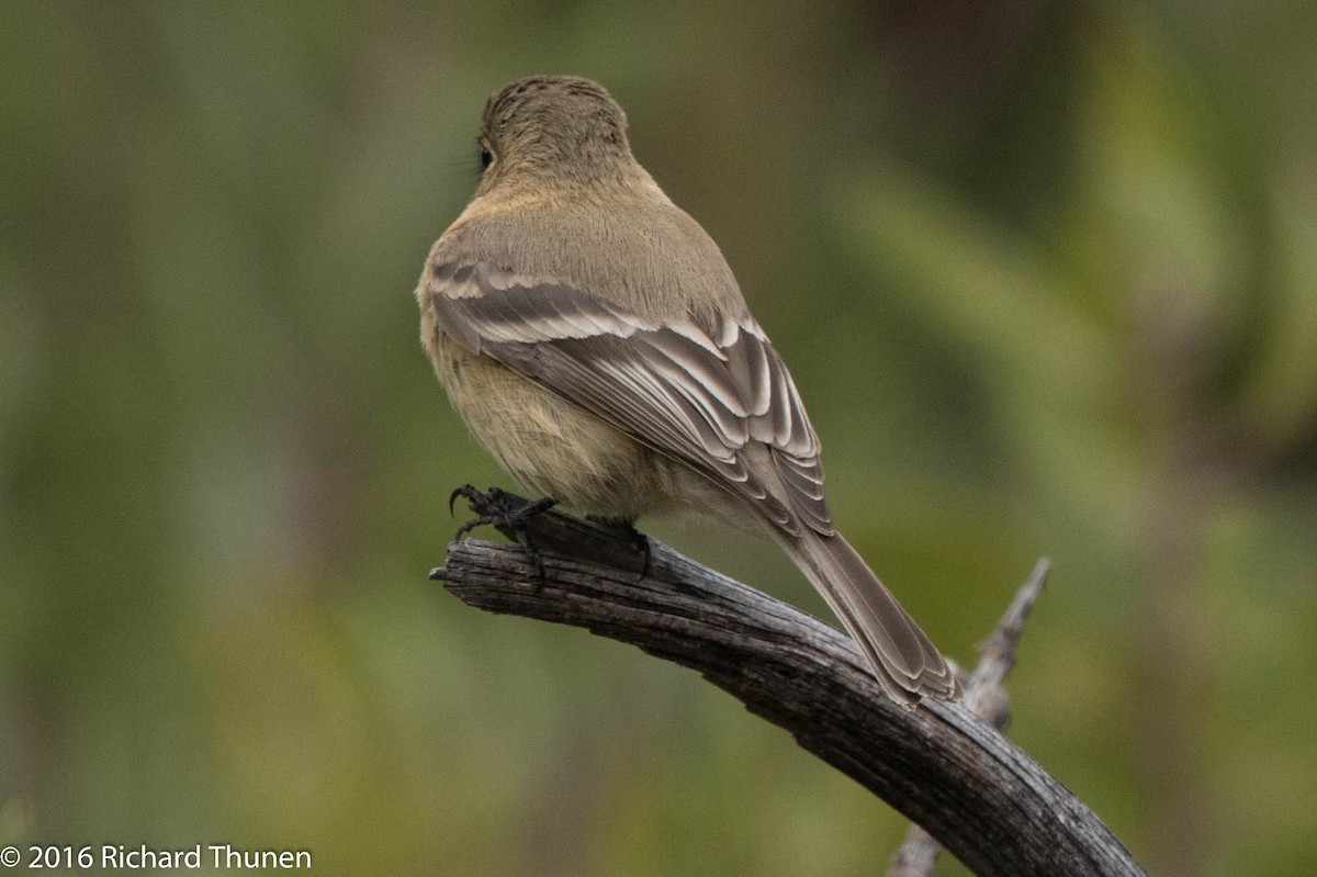 Buff-breasted Flycatcher - ML300279521