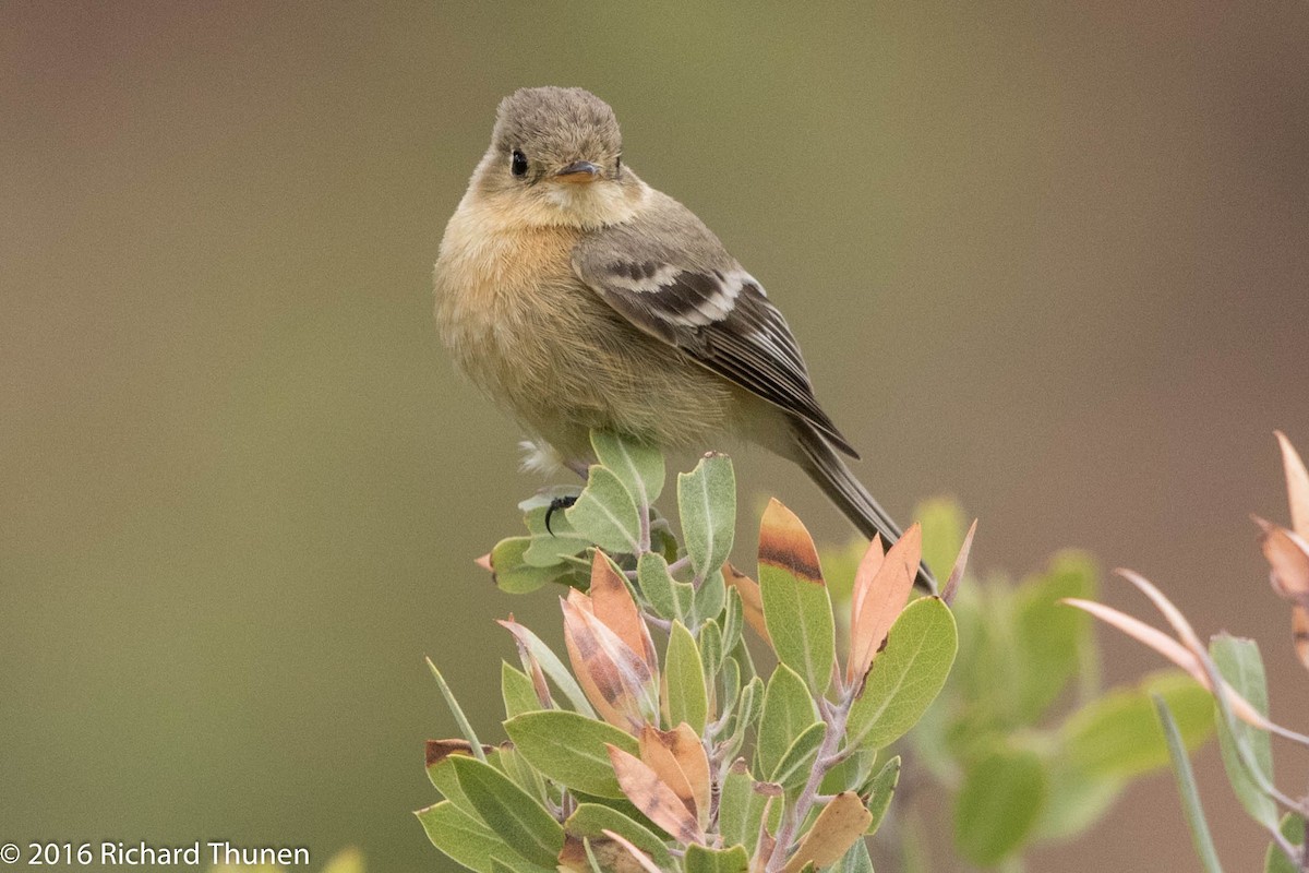 Buff-breasted Flycatcher - ML300279551