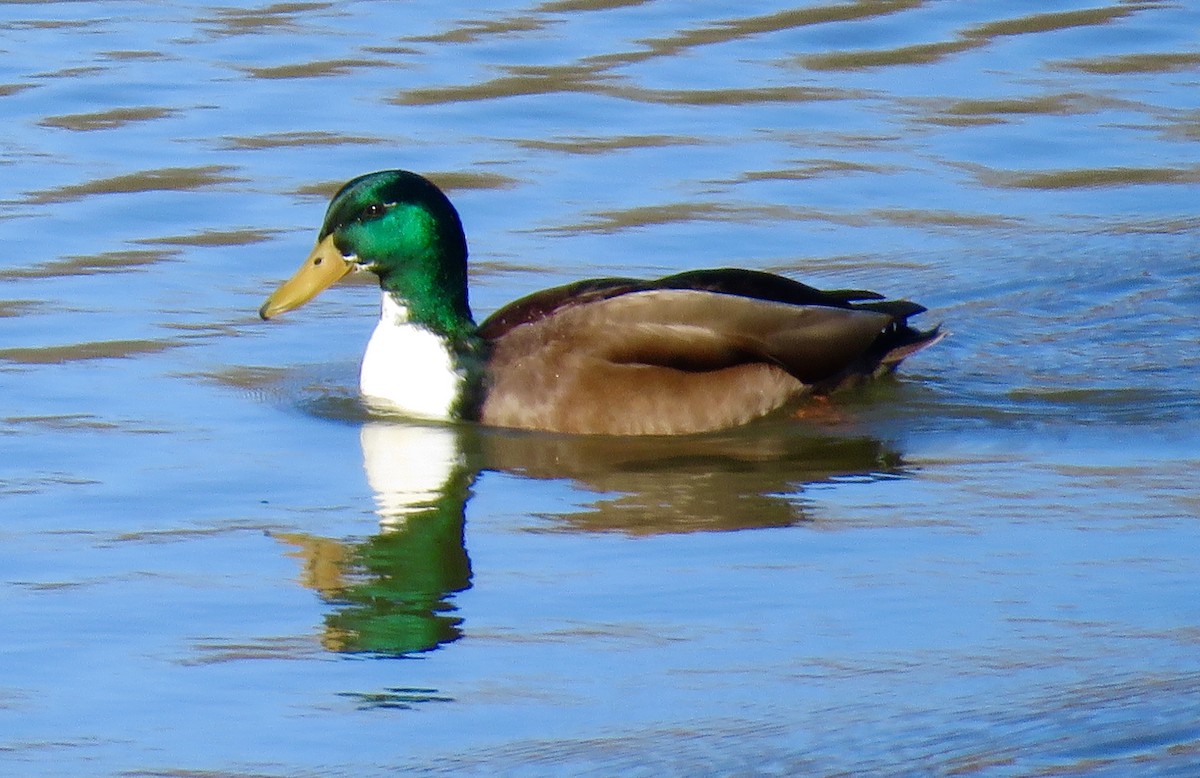 Fehlfarben-Stockente/Hausente - ML300280631