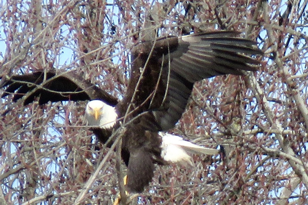 Weißkopf-Seeadler - ML300280791