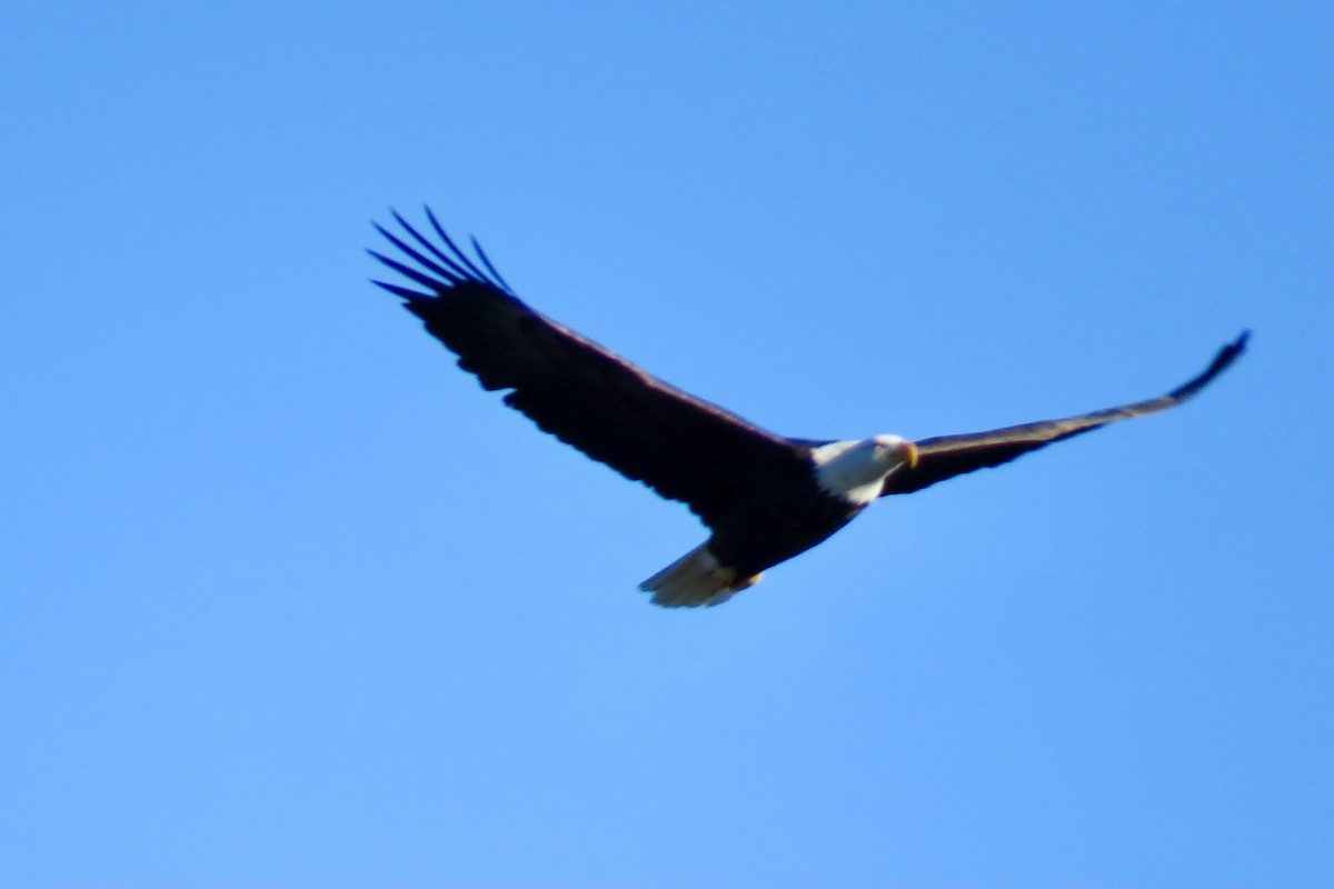 Weißkopf-Seeadler - ML300280821