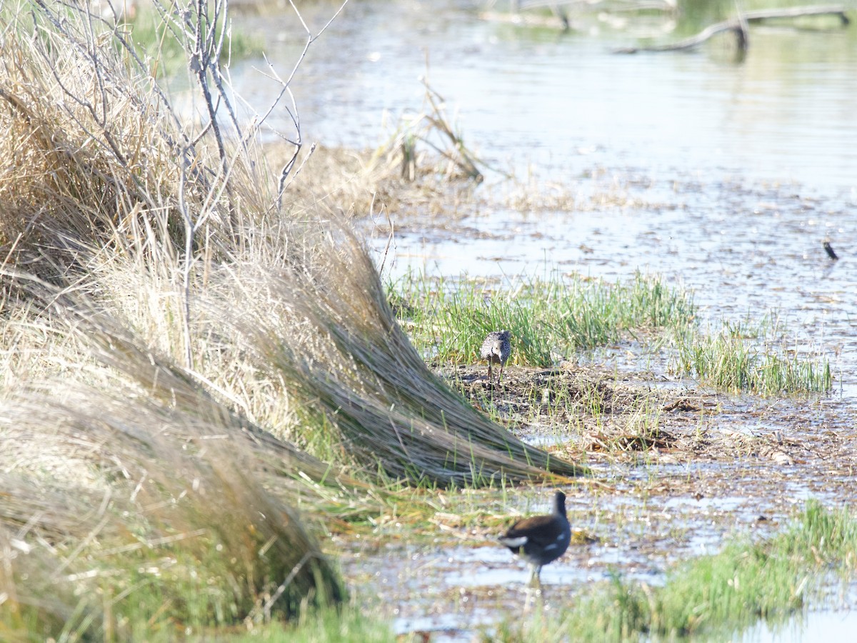 Spotted Rail - ML300281431