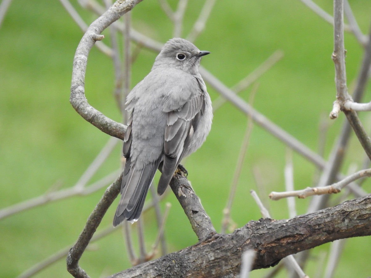 Townsend's Solitaire - ML300281661