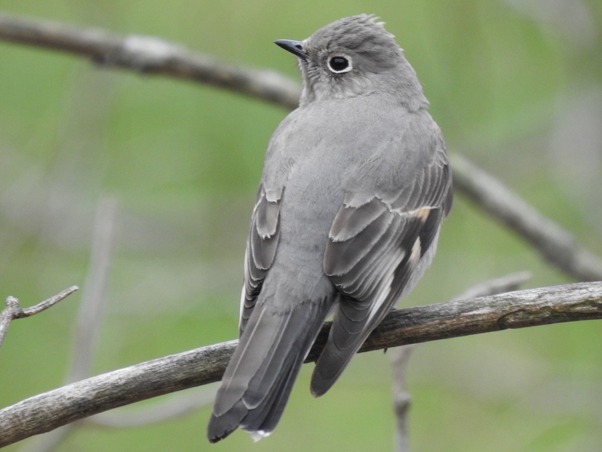 Townsend's Solitaire - ML300281711