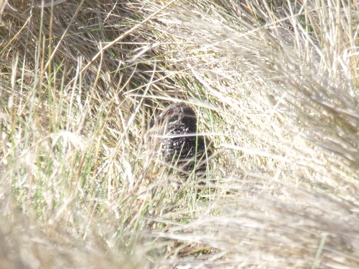 Spotted Rail - ML300281731