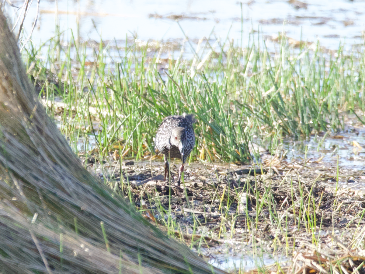 Spotted Rail - ML300281801