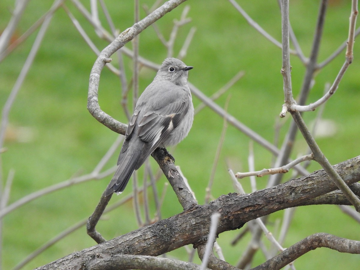 Townsend's Solitaire - ML300282061
