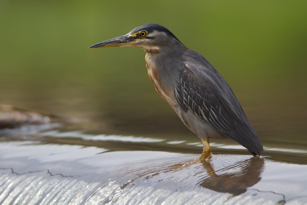 Striated Heron - LAERTE CARDIM