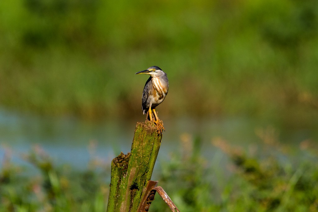 Striated Heron - ML300282291