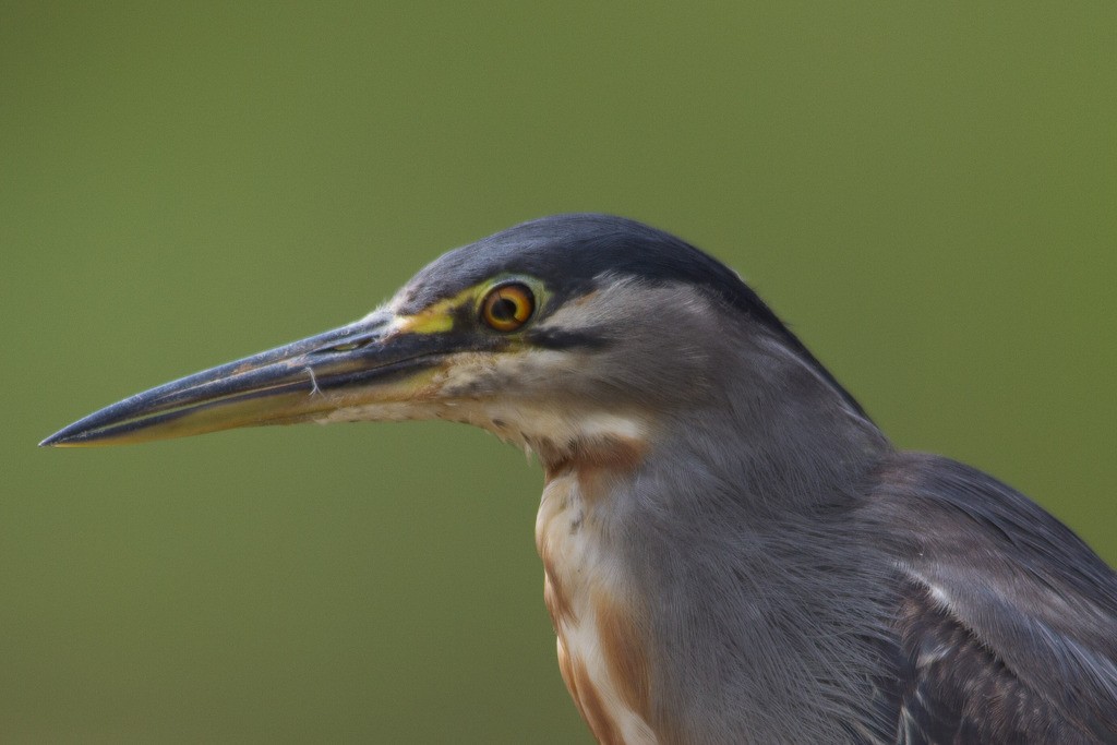 Striated Heron - ML300282301