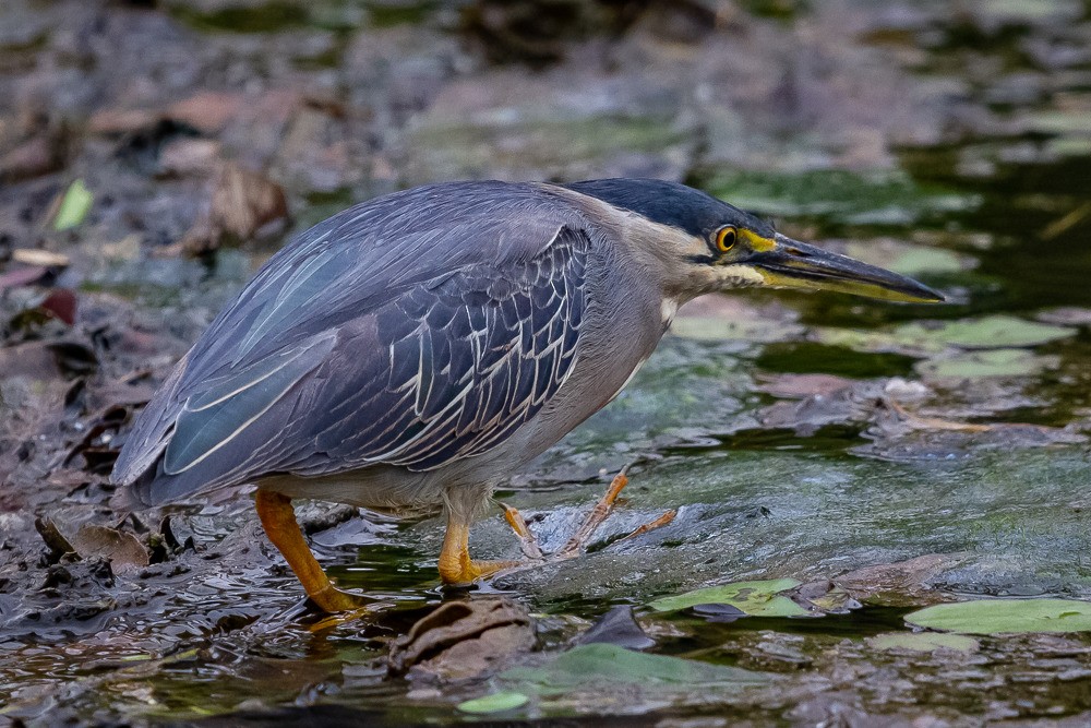 Striated Heron - ML300282311