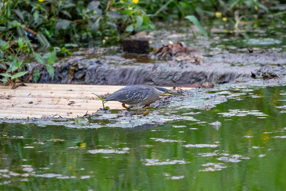 Striated Heron - ML300282321