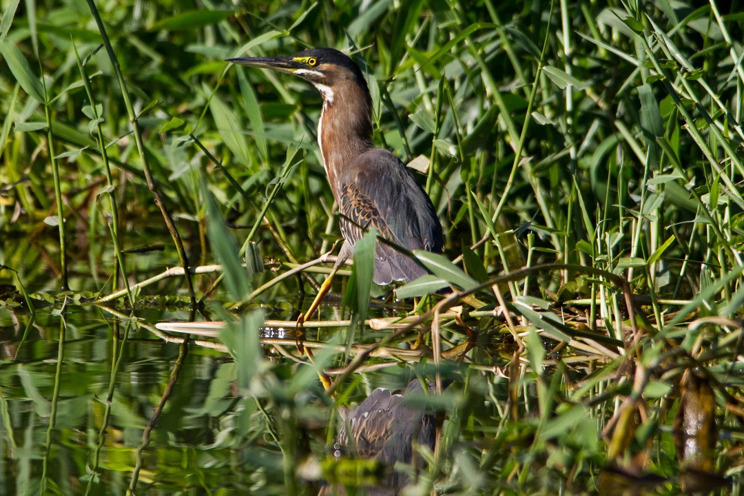 Striated Heron - ML300282341