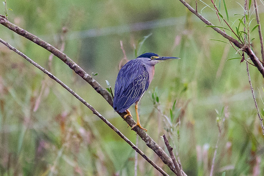 Striated Heron - ML300282351