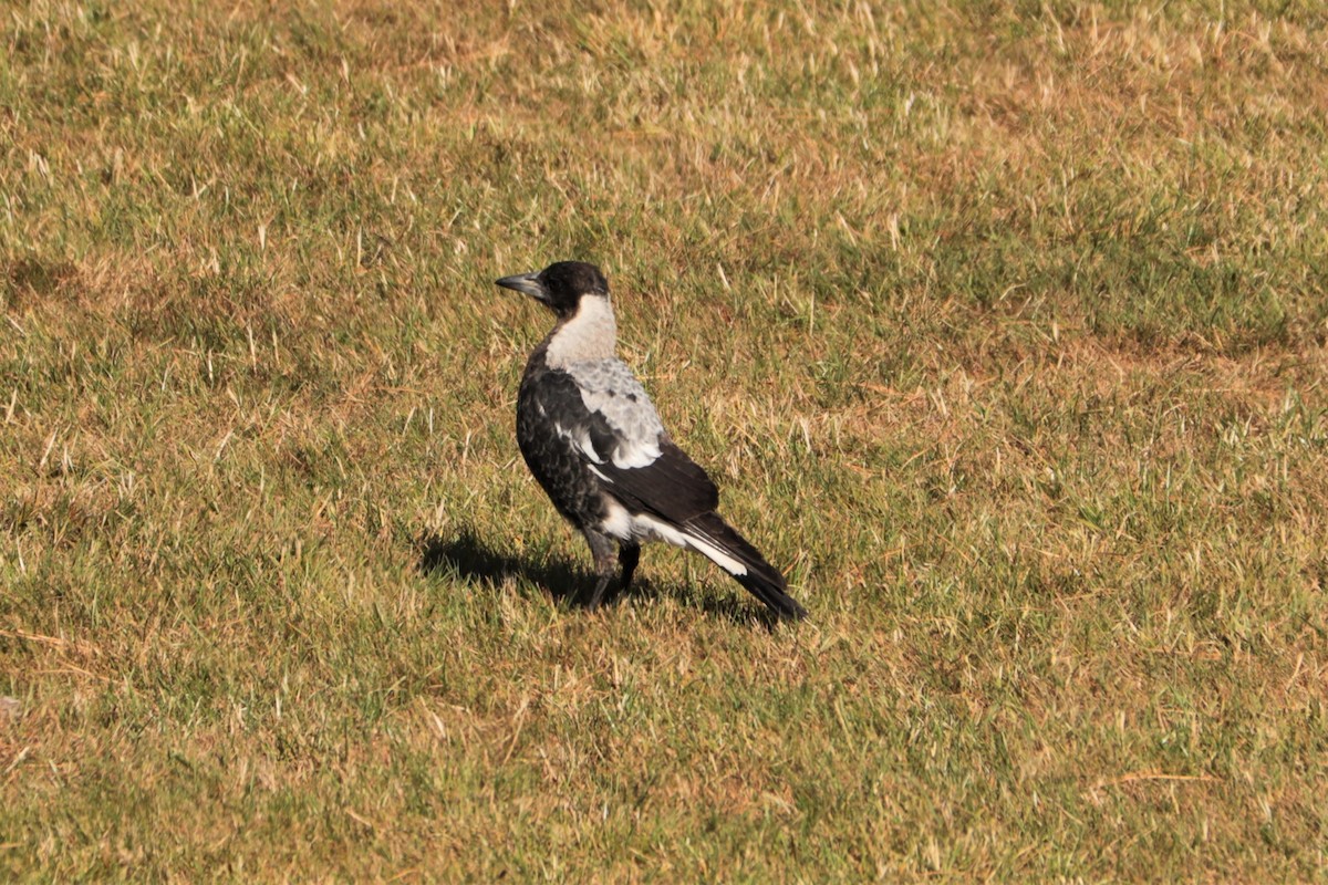 Australian Magpie - ML300283161