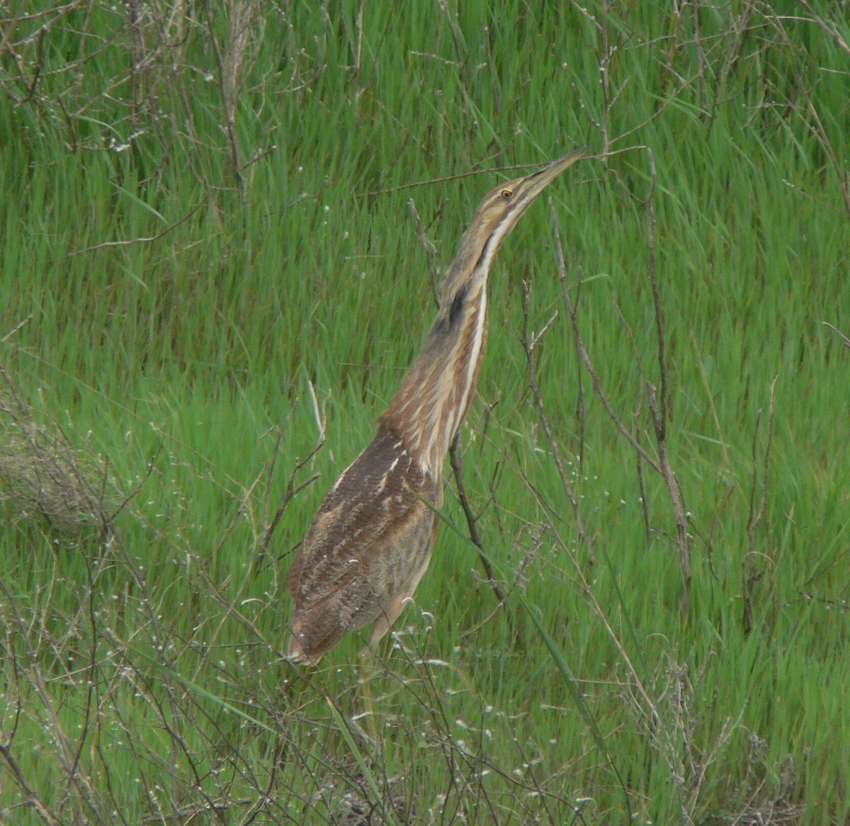 American Bittern - Jonathan Vande Kopple