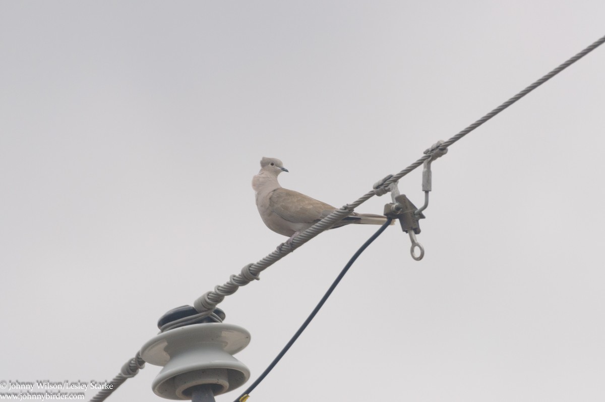 Eurasian Collared-Dove - ML300284511