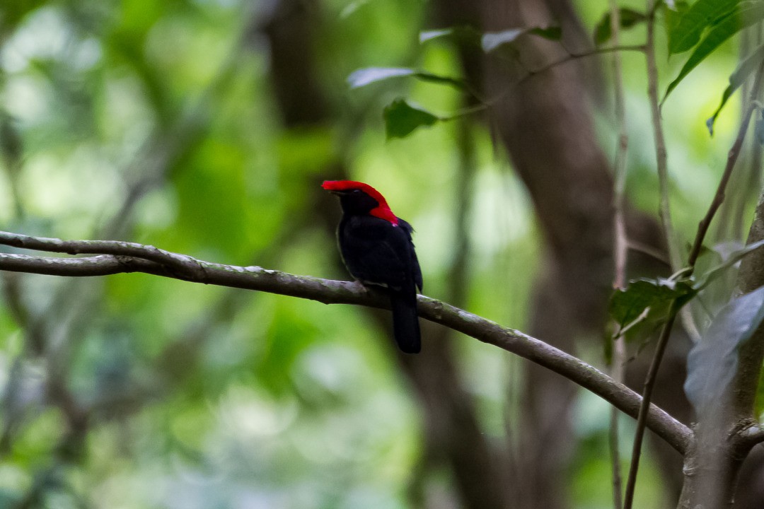 Helmeted Manakin - ML300284521