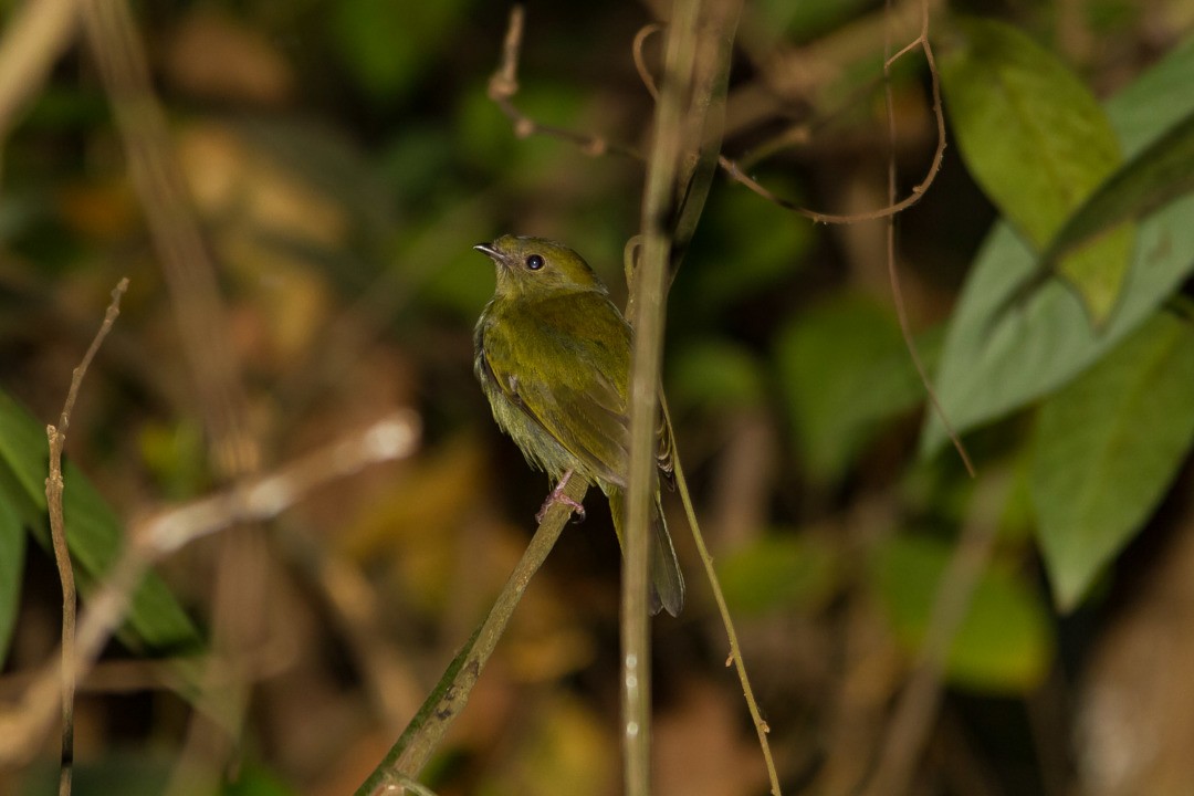 Helmeted Manakin - ML300284551