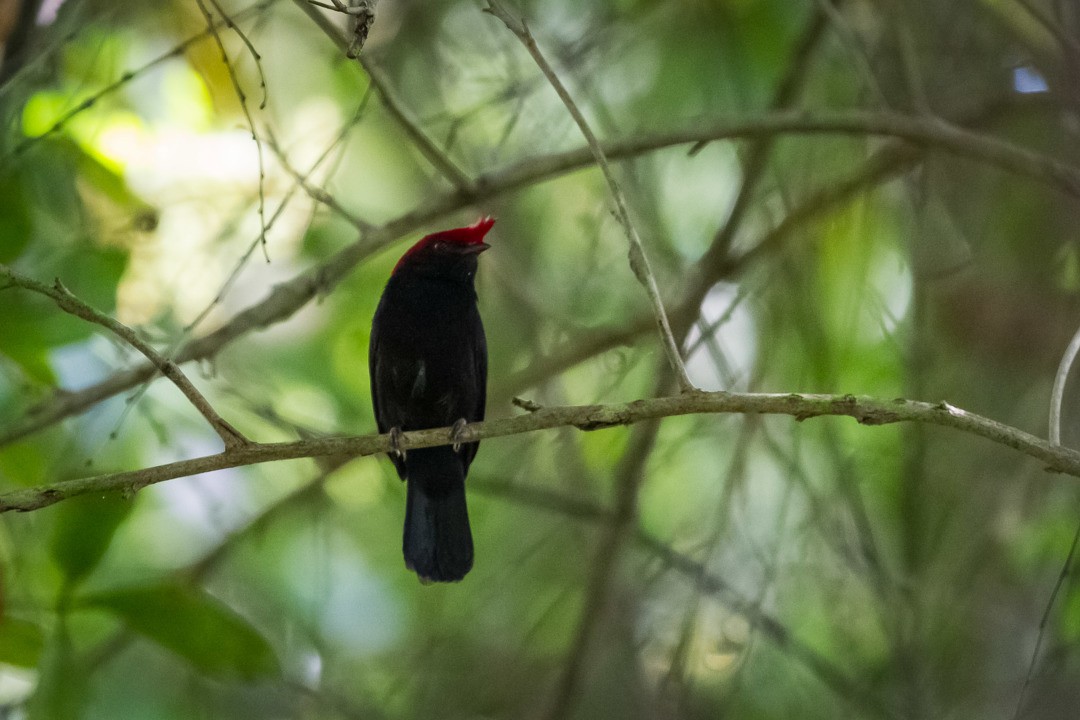 Helmeted Manakin - ML300284561