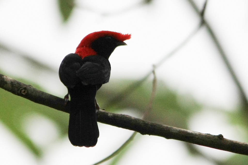 Helmeted Manakin - ML300284571