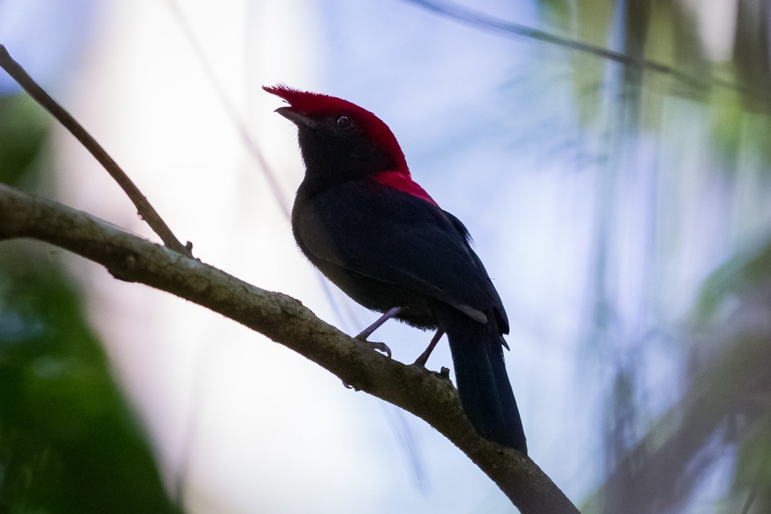 Helmeted Manakin - LAERTE CARDIM