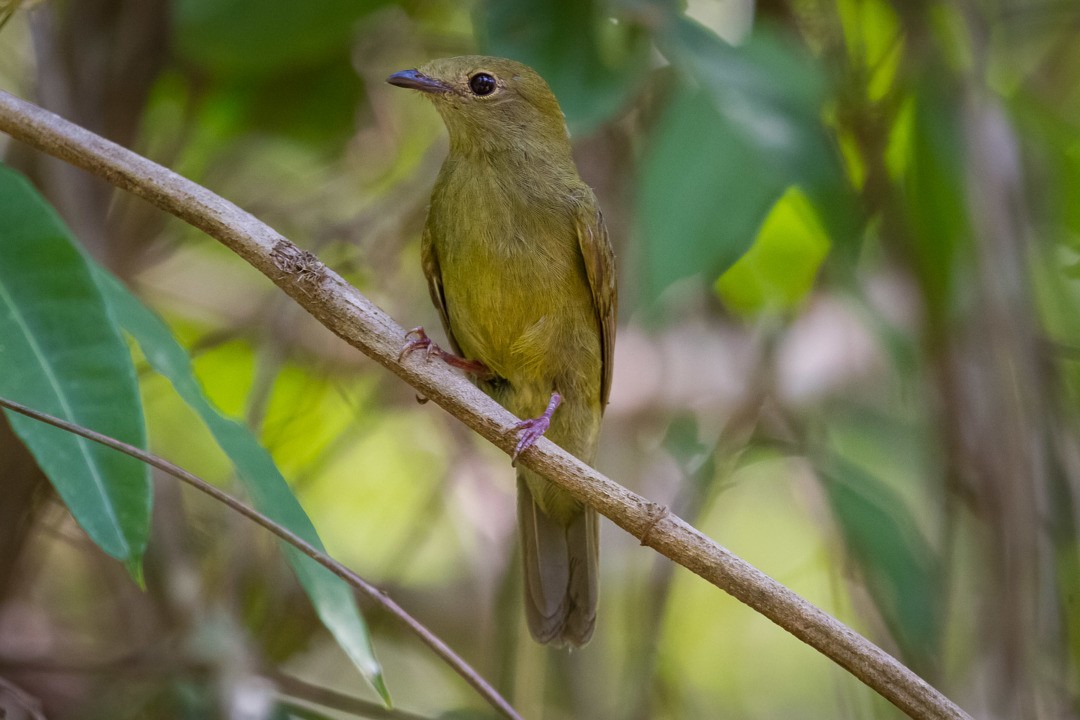 Helmeted Manakin - ML300284601