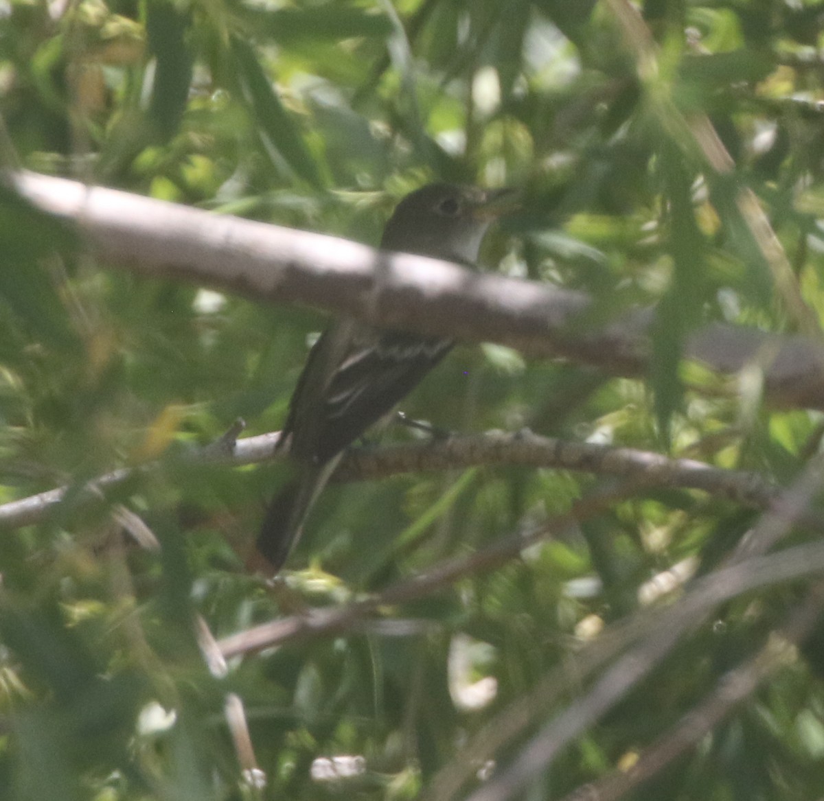 Alder Flycatcher - ML300284841