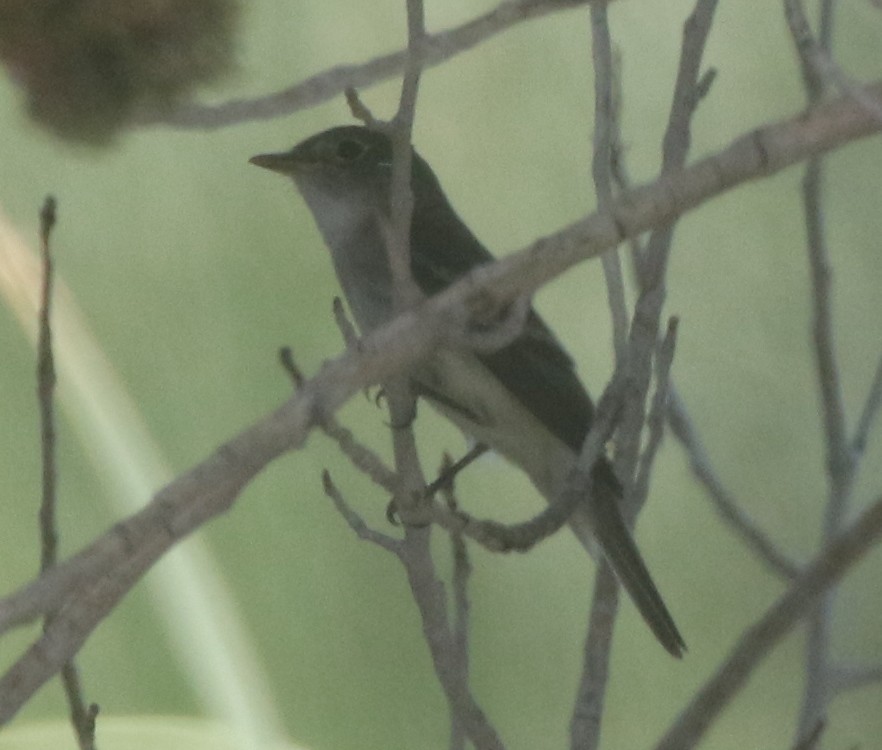 Alder Flycatcher - ML300285061