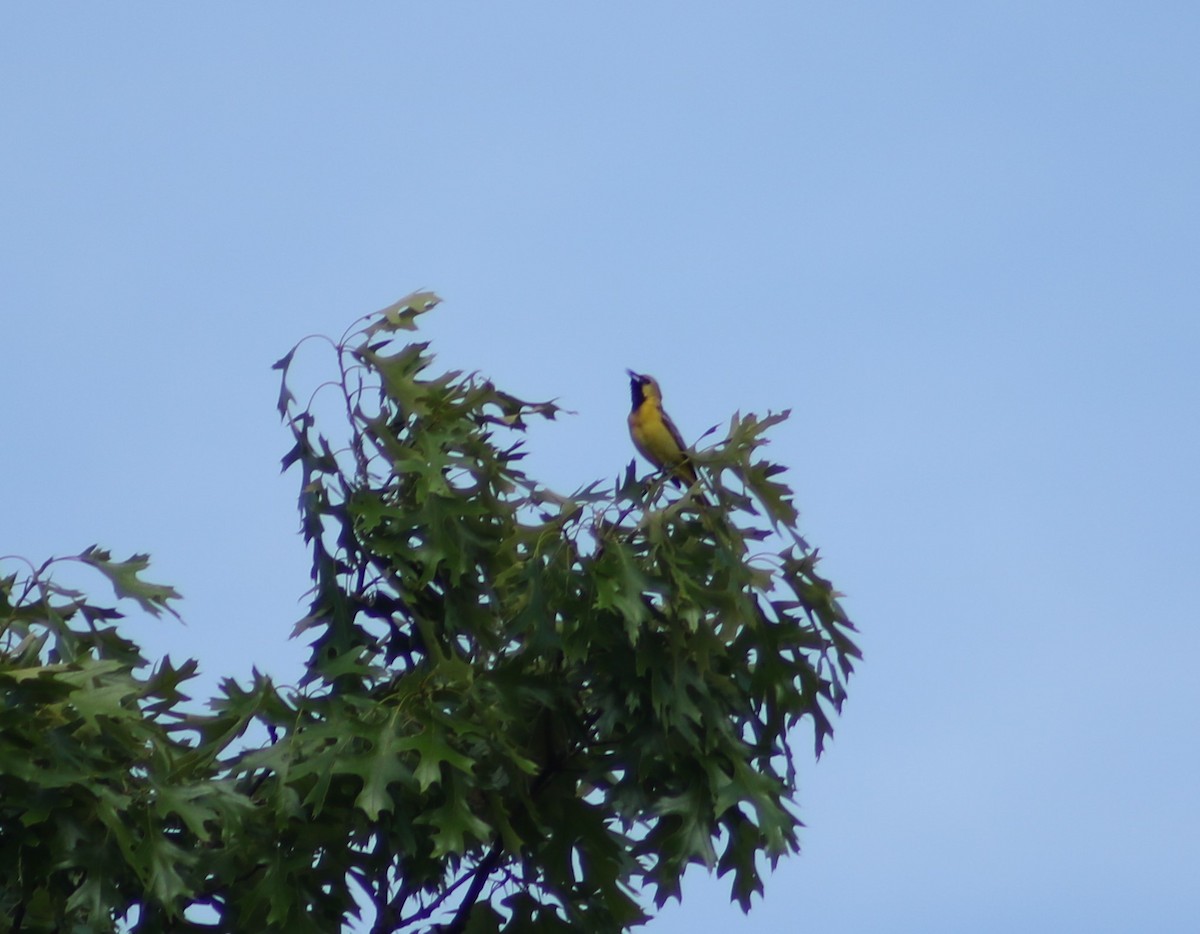 Orchard Oriole - ML300285141