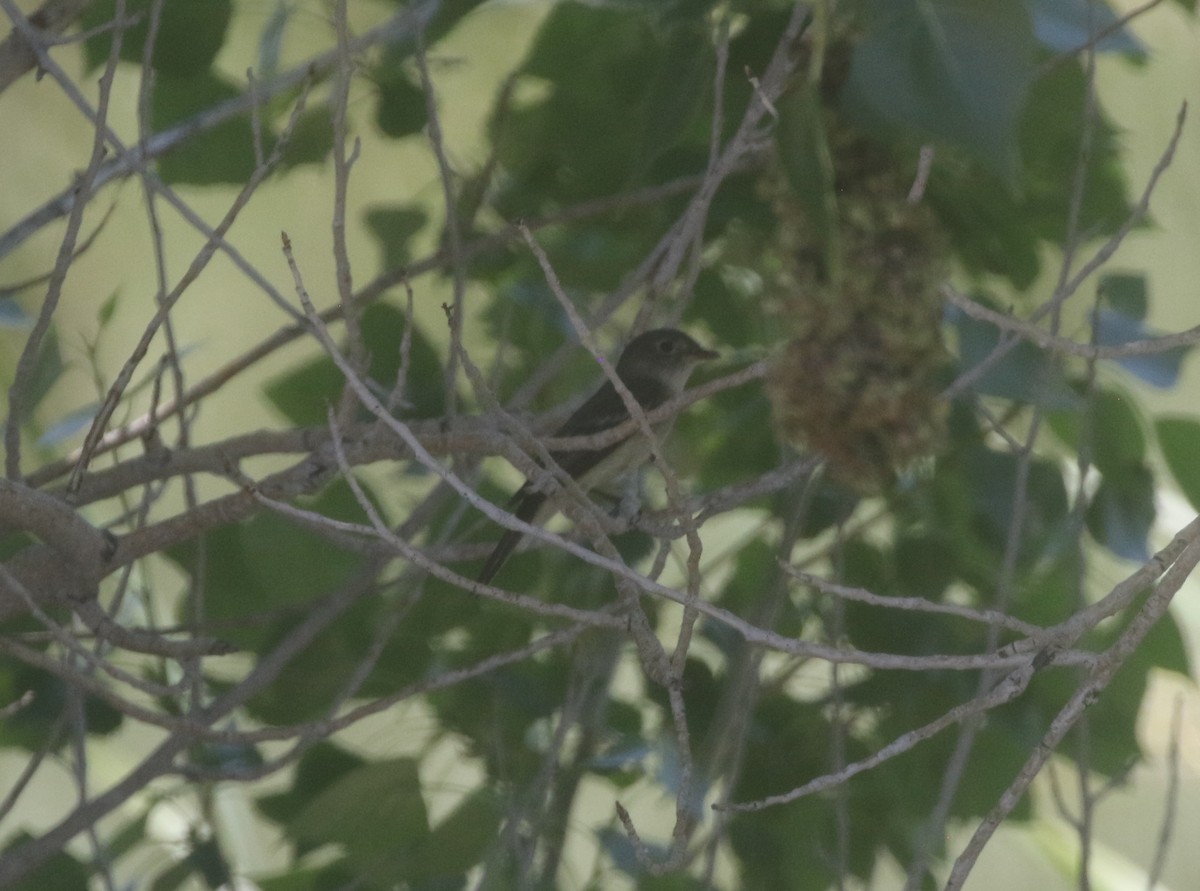 Alder Flycatcher - ML300285221