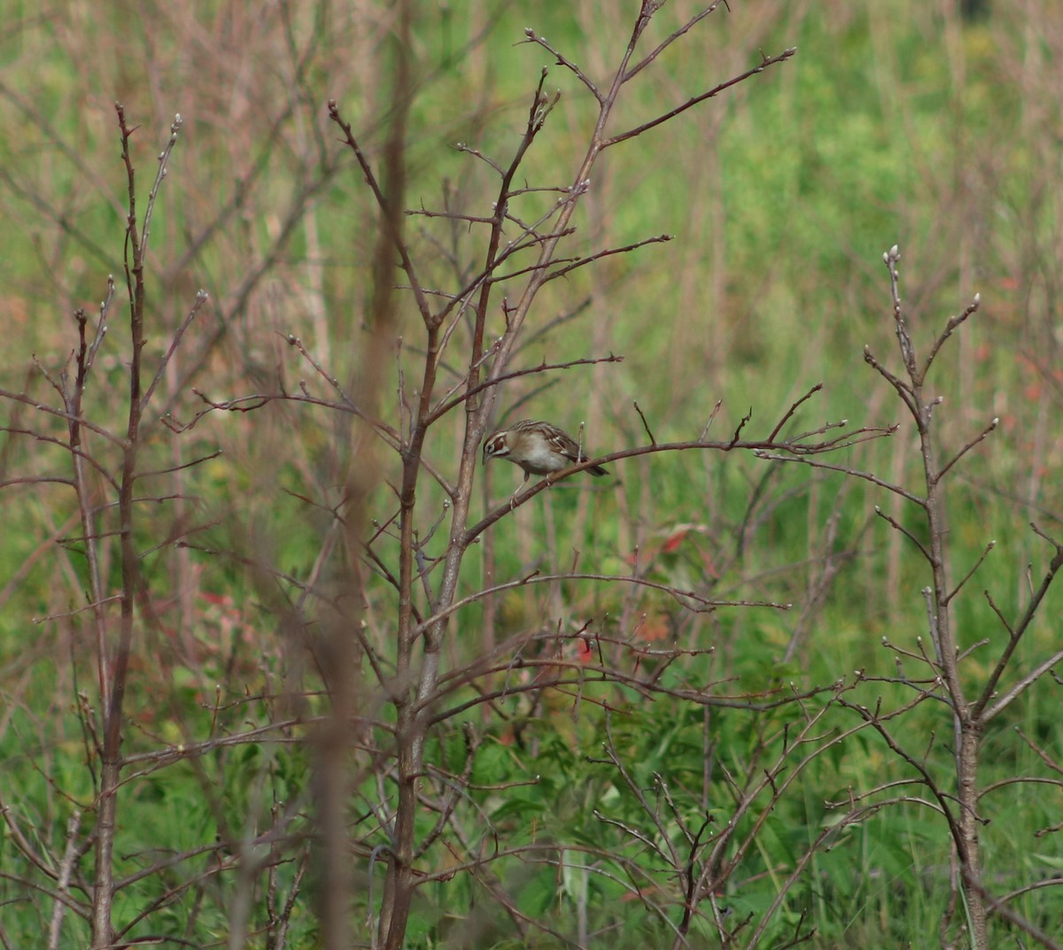 Lark Sparrow - ML300285271