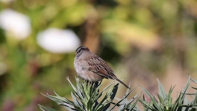 White-crowned Sparrow (Yellow-billed) - ML300286011