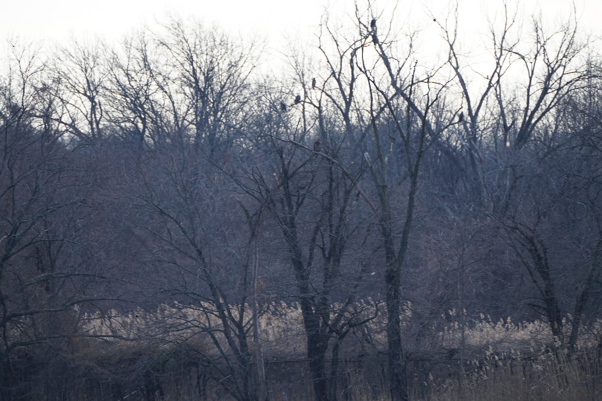 Bald Eagle - ML300286241