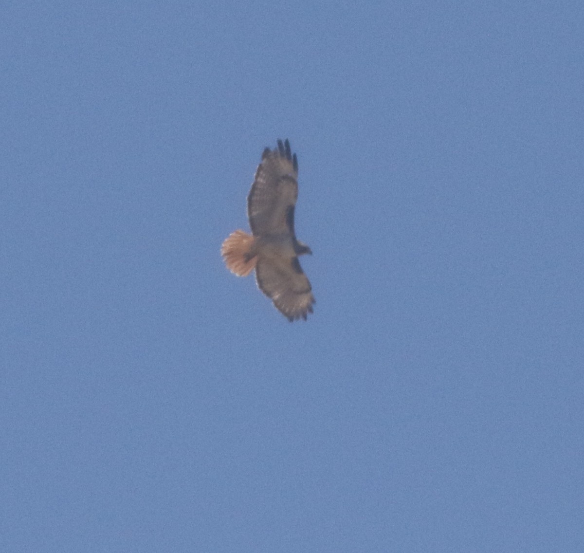 Red-tailed Hawk - ML300286591