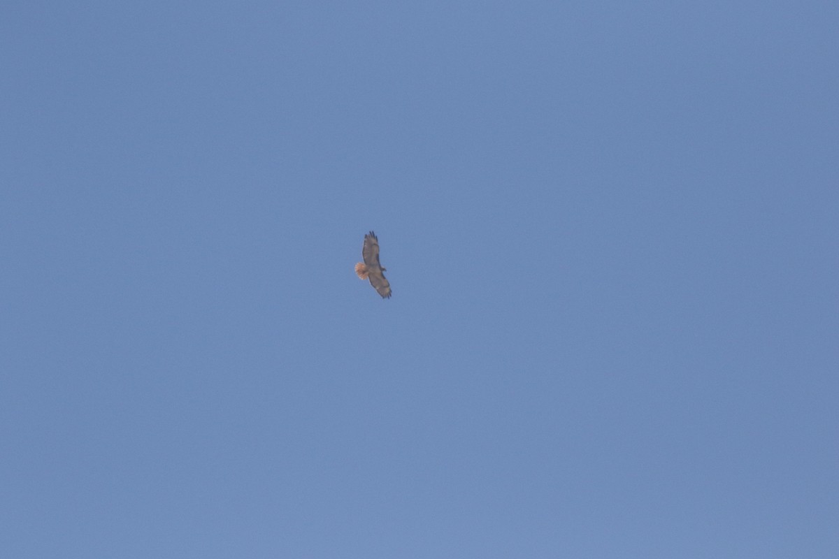Red-tailed Hawk - ML300286641
