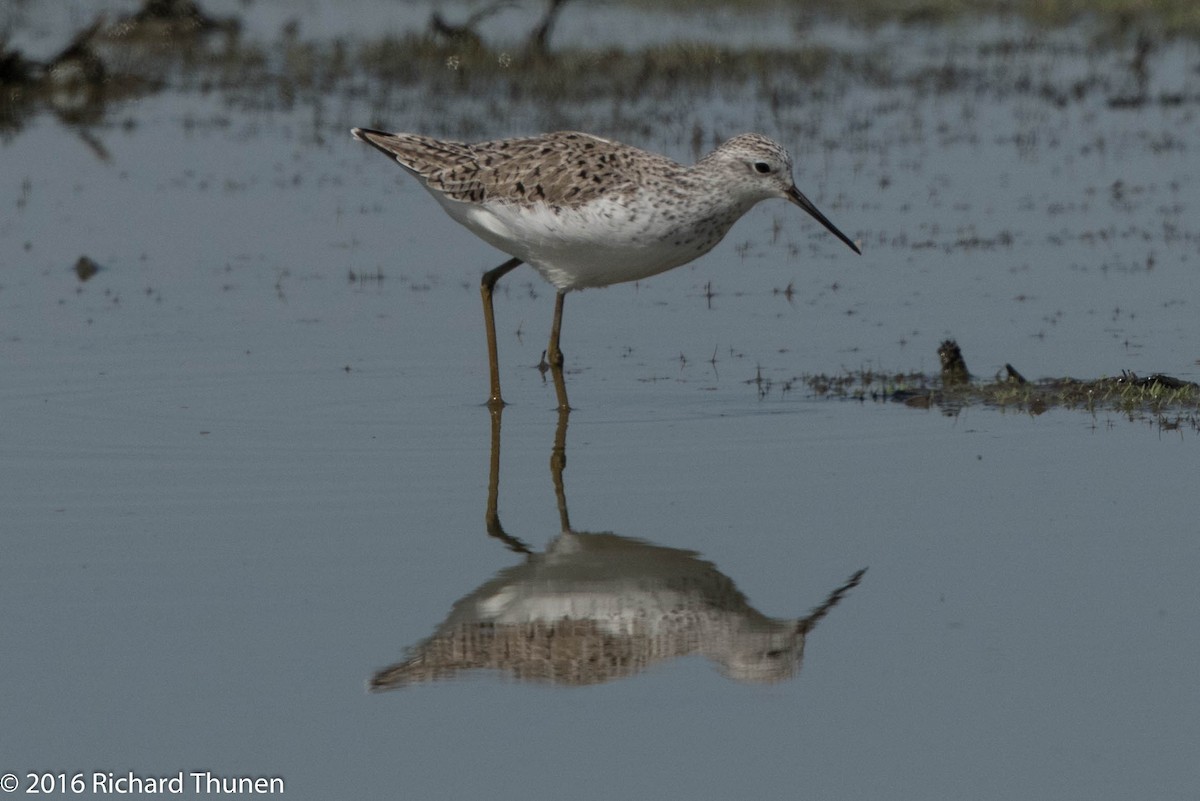 Marsh Sandpiper - ML300287731