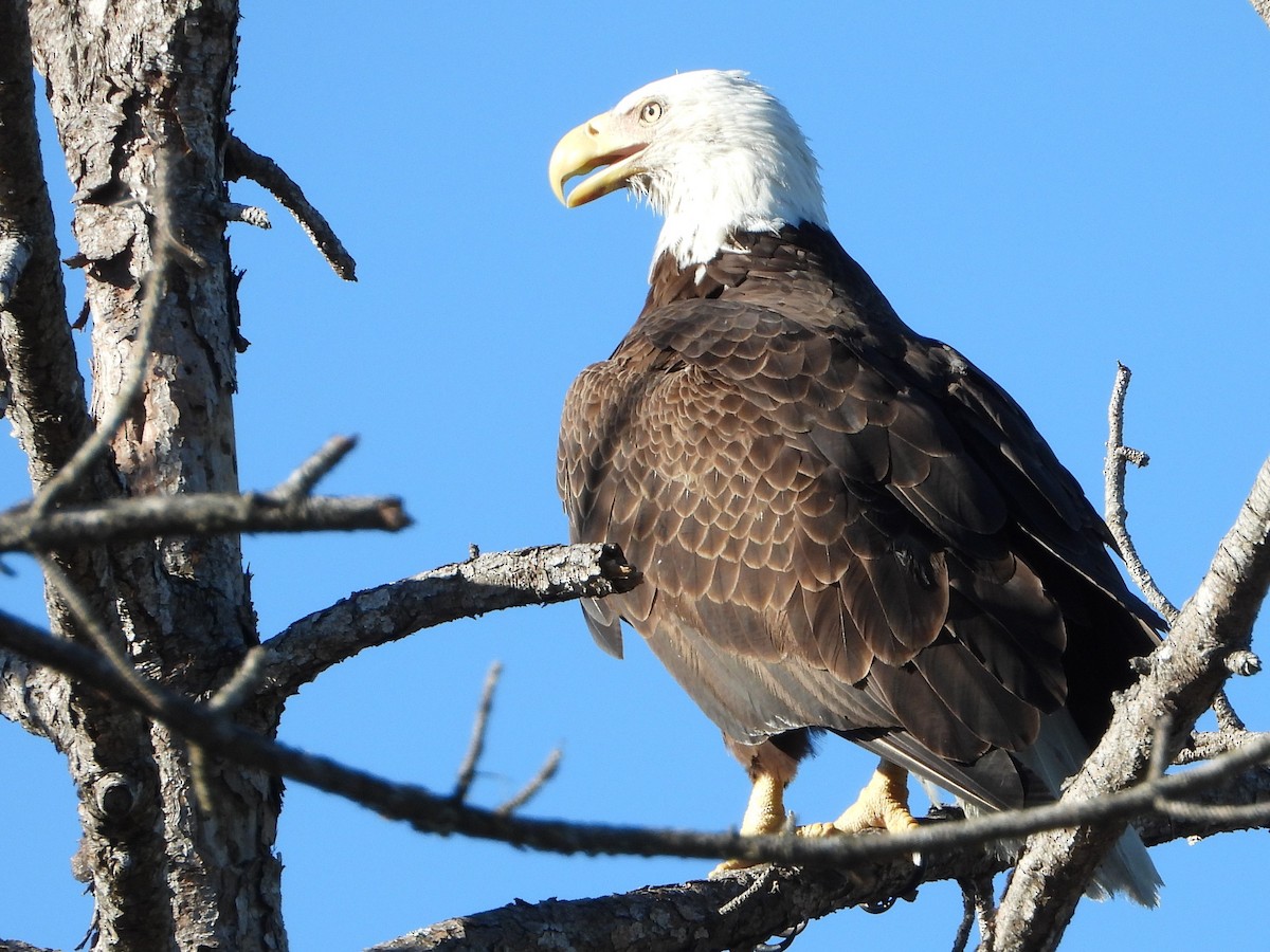 Bald Eagle - ML300288351