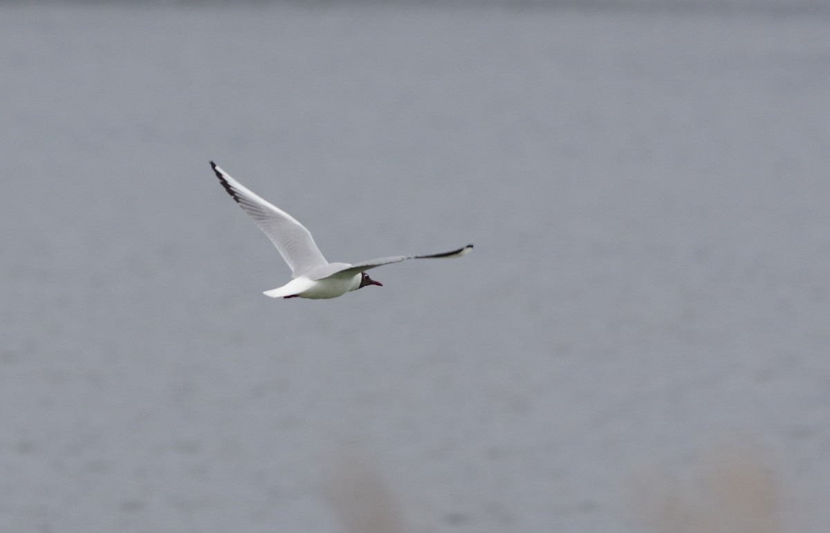 Black-headed Gull - Jurijs Silinevics