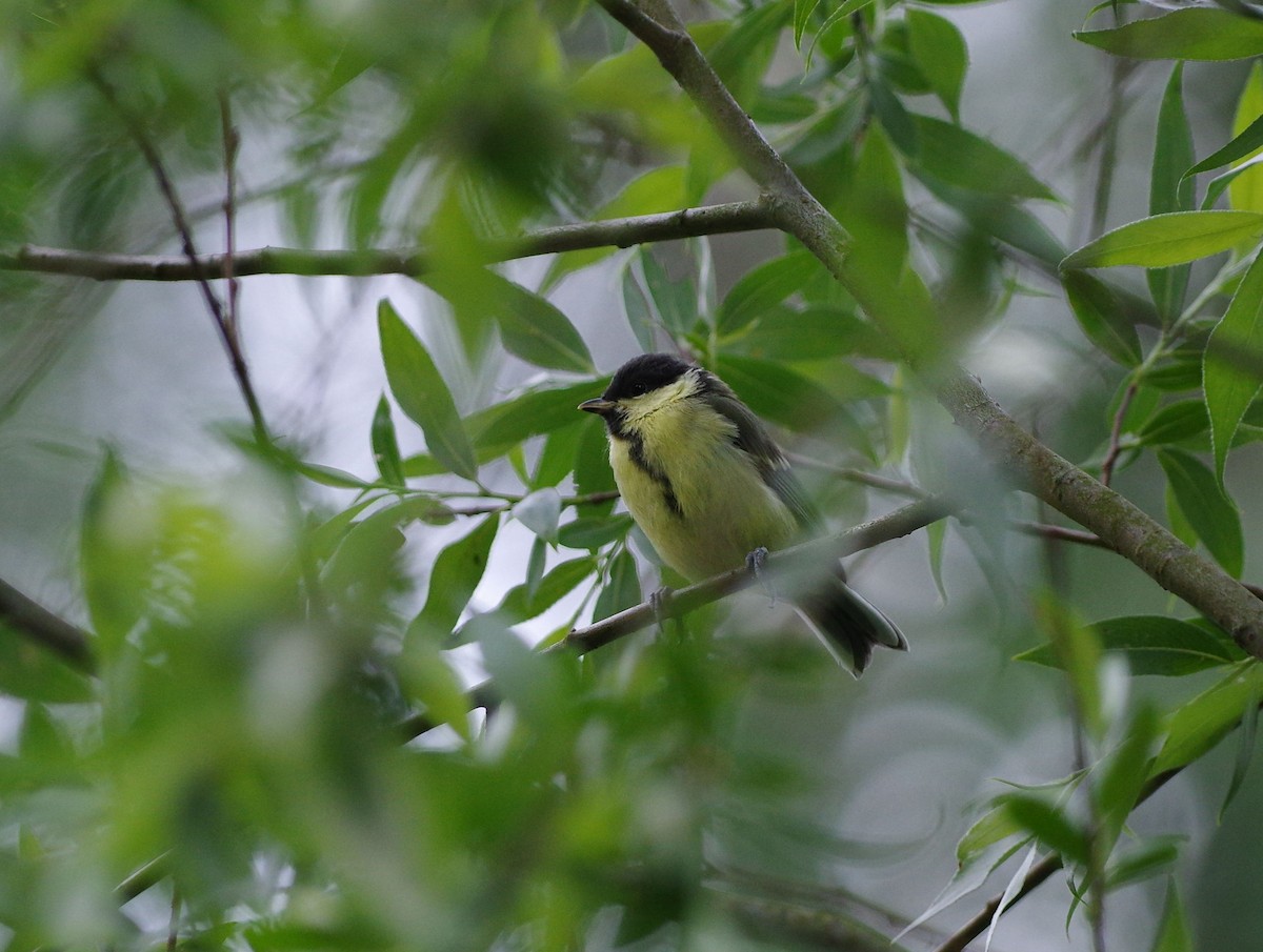 Great Tit - ML30028901