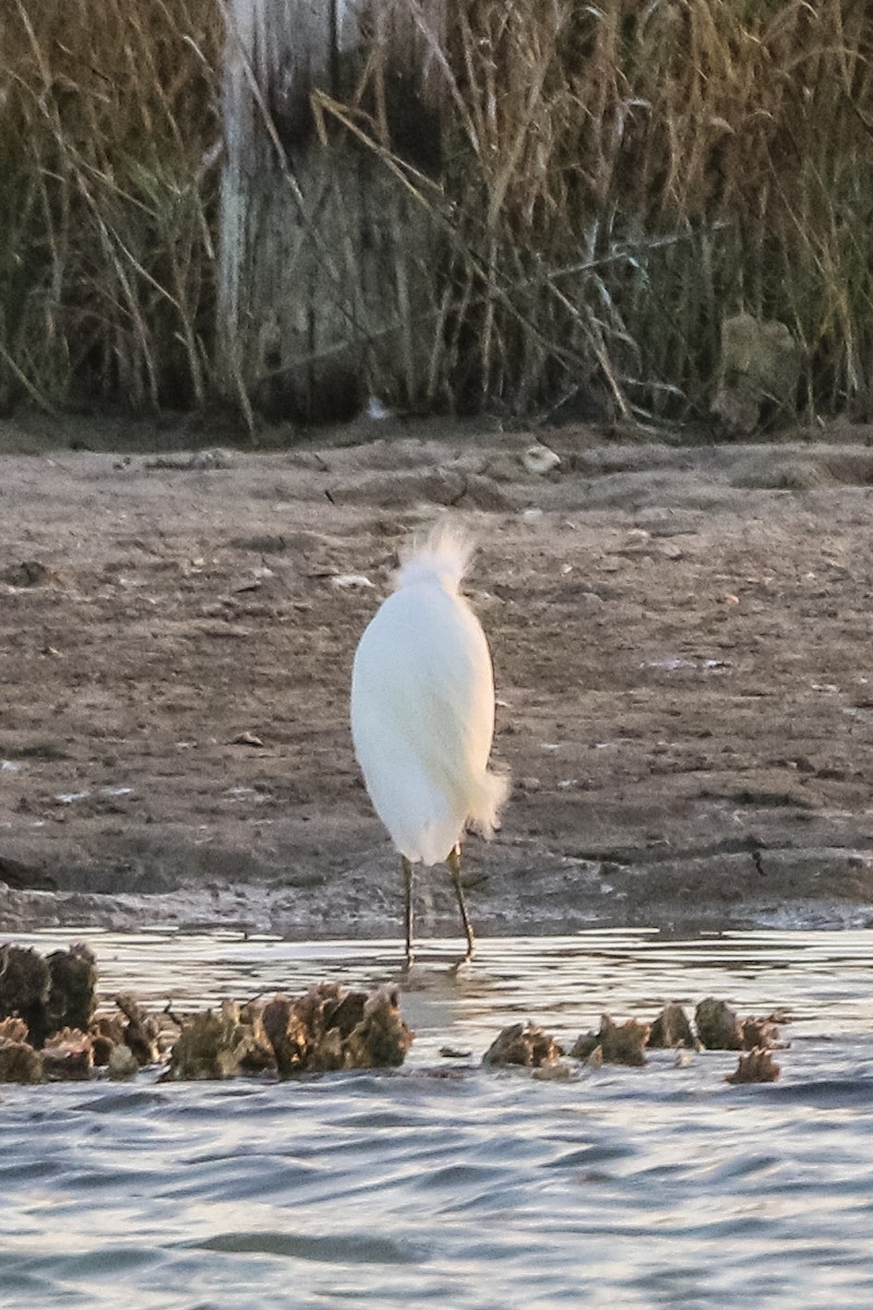 Snowy Egret - ML300289401