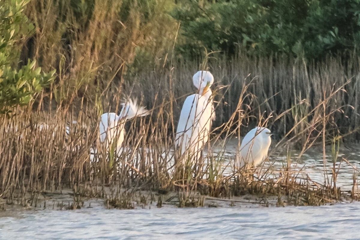 Snowy Egret - ML300289451