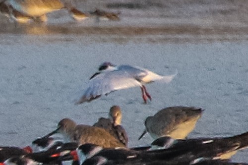 Forster's Tern - Jodi Boe