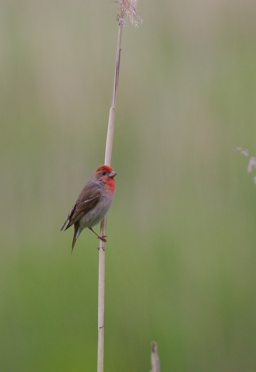 Common Rosefinch - Jurijs Silinevics