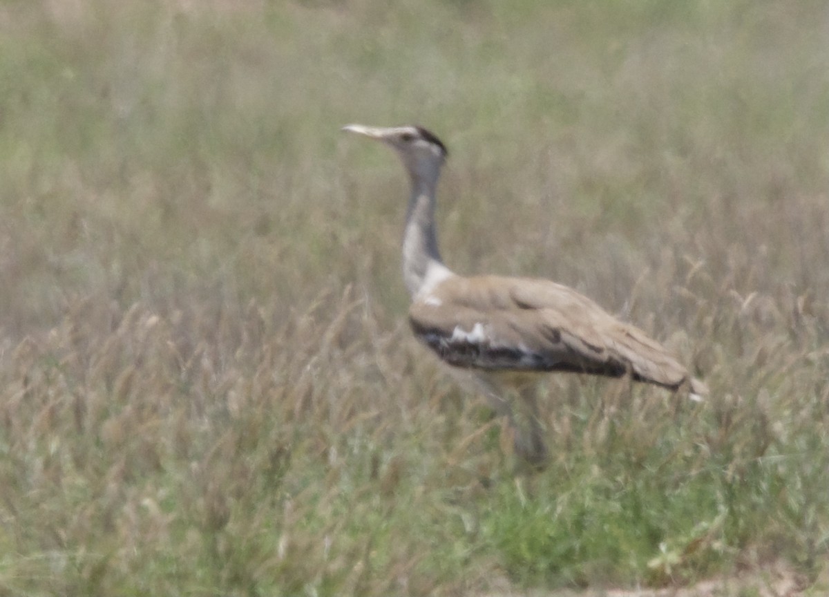 Australian Bustard - ML300290101