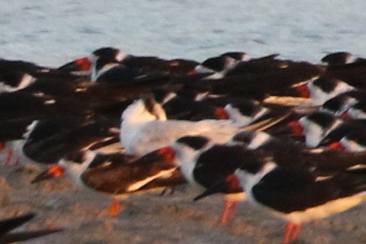 Royal Tern - Jodi Boe