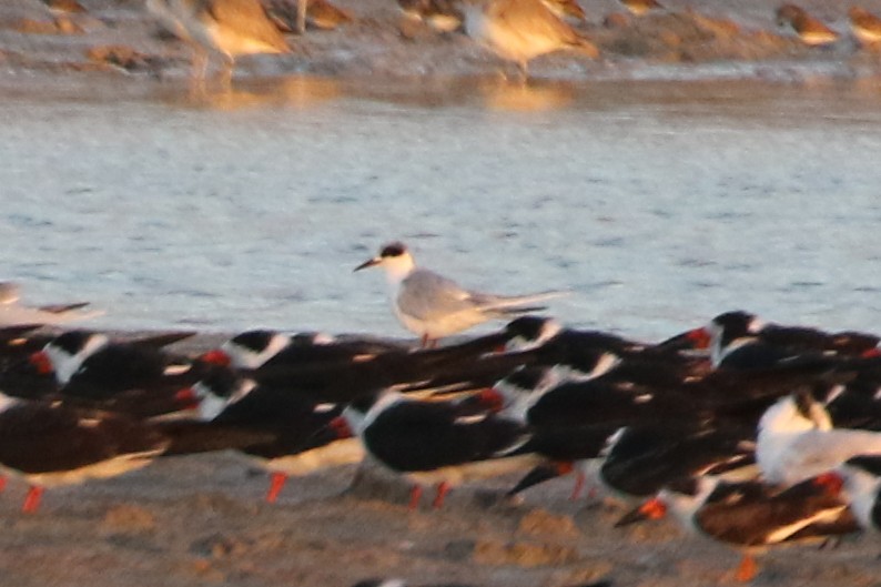 Forster's Tern - Jodi Boe