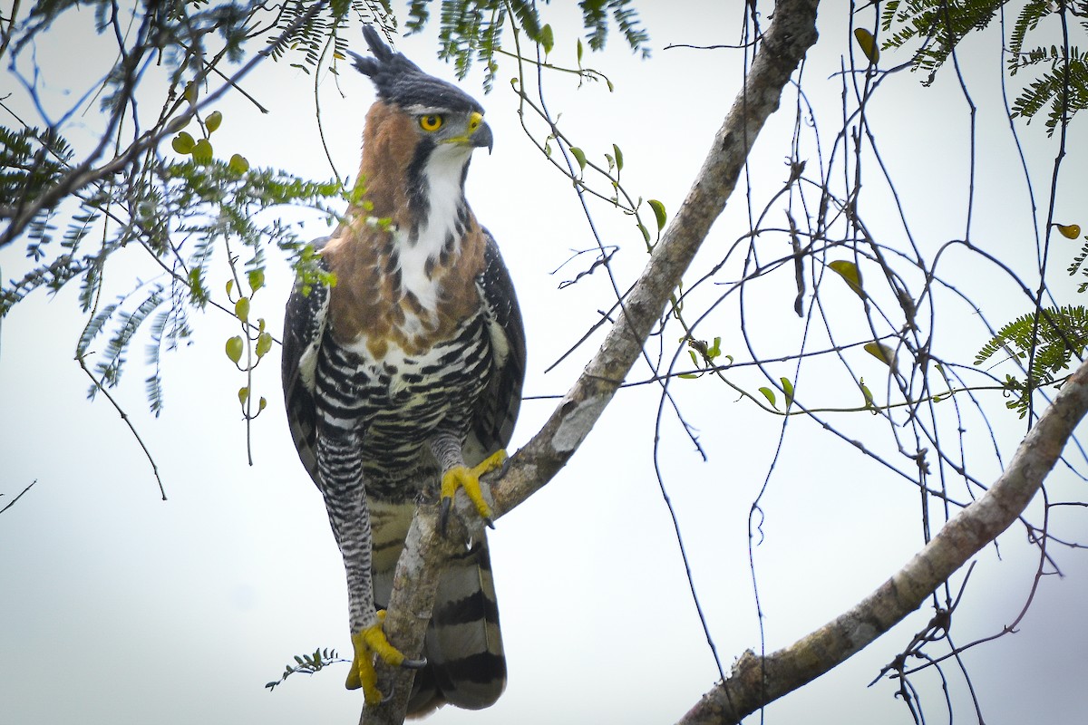 Ornate Hawk-Eagle - Carlos Echeverría
