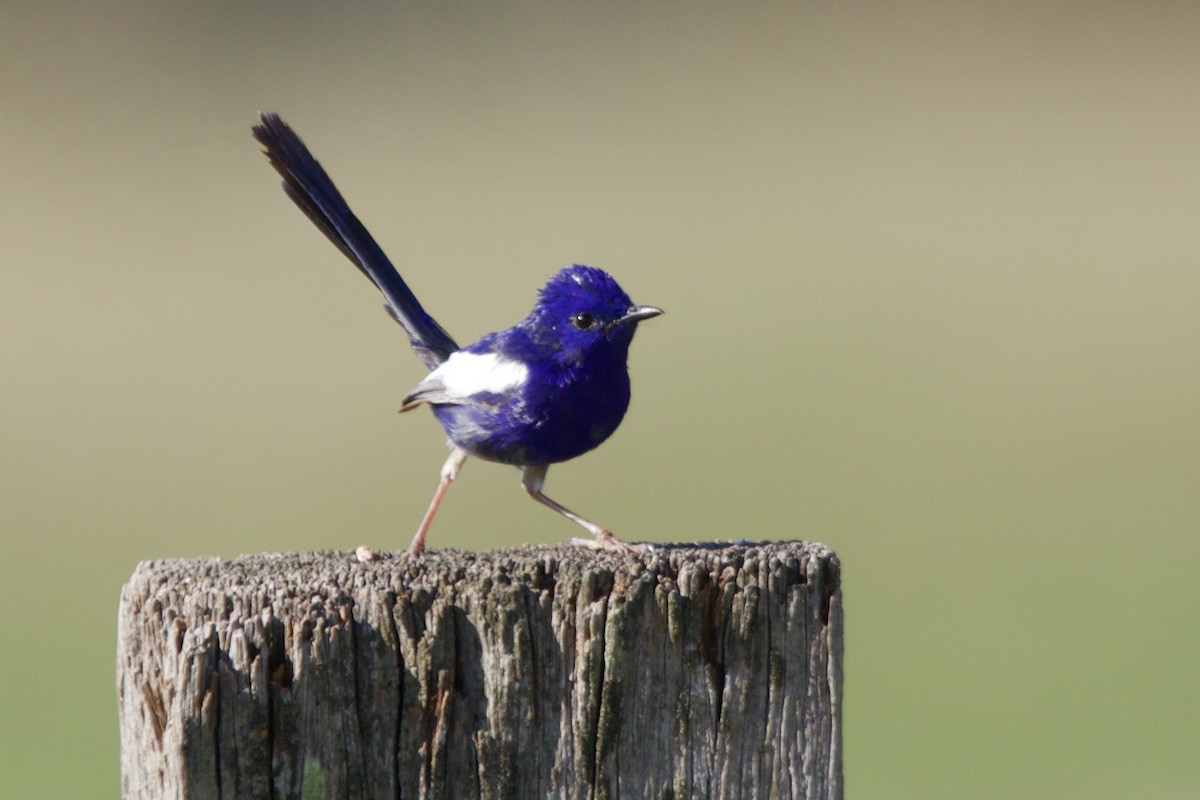 White-winged Fairywren - ML300292281