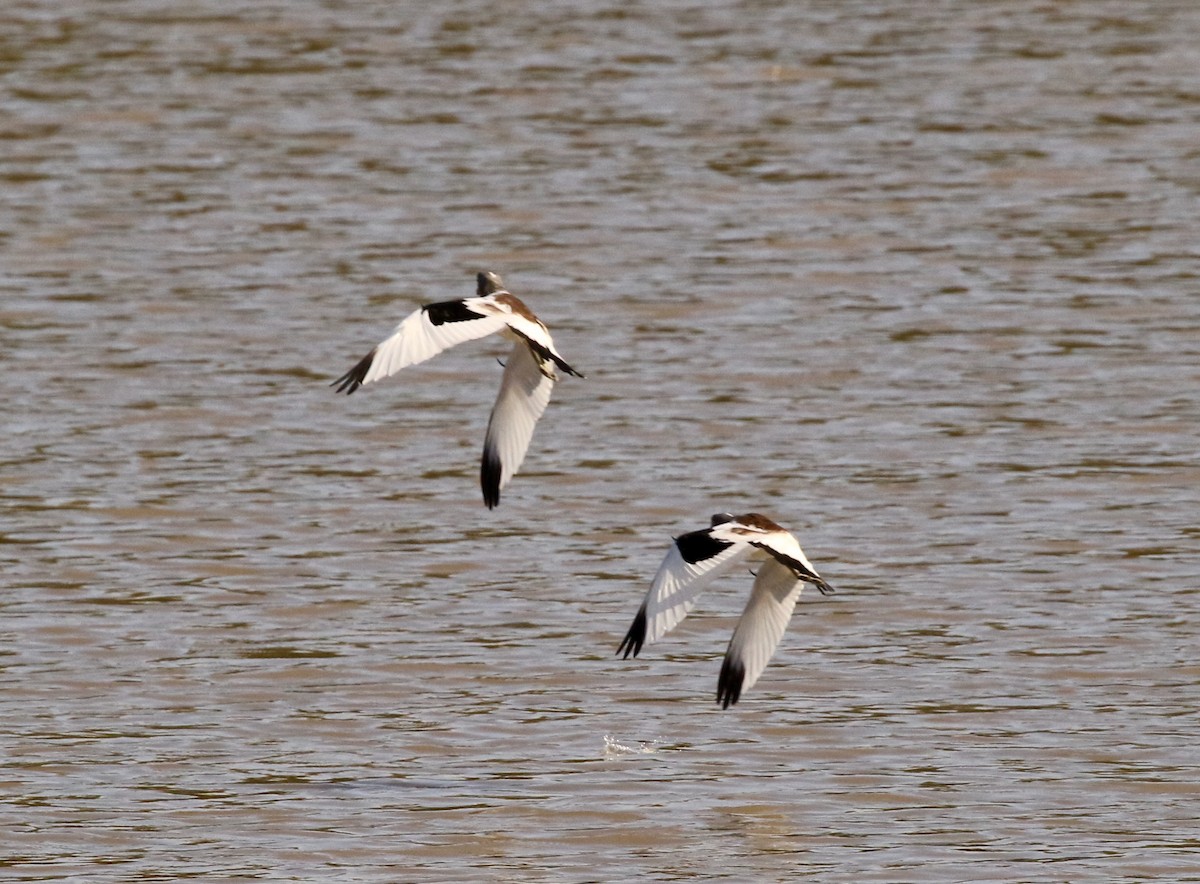 White-crowned Lapwing - ML300292641